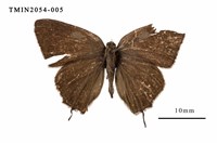 藏品(秀灑灰蝶)的圖片